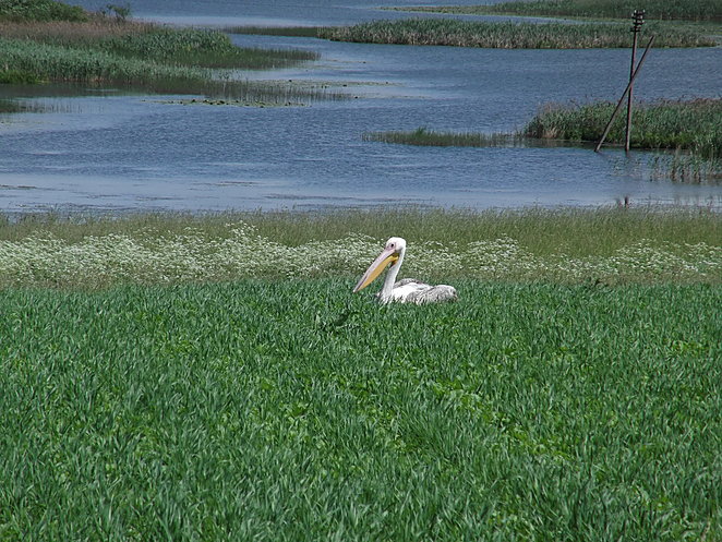 White Pelican