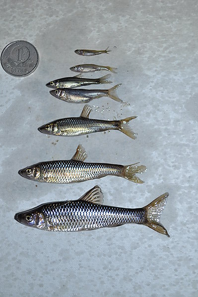 Kovoje dėl maisto išteklių rytinis gružlelis nukonkuruoja vietines žuvų rūšis.